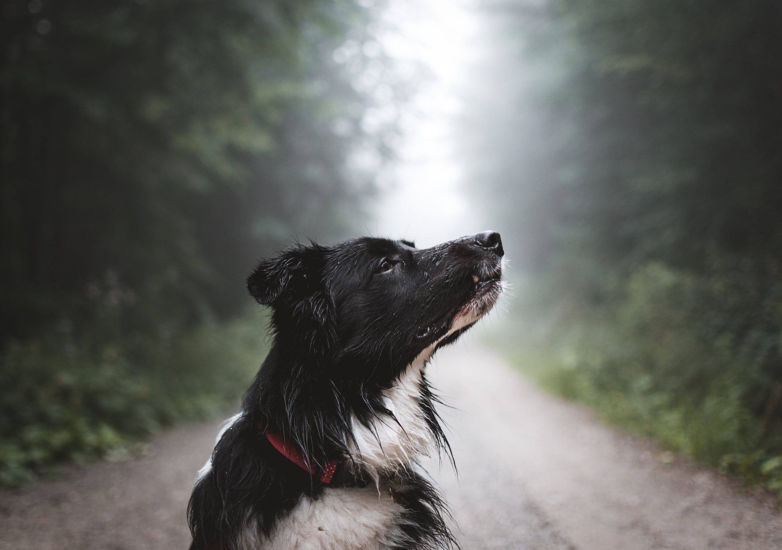 Why Readers Can Smell Fakes a Mile Away
