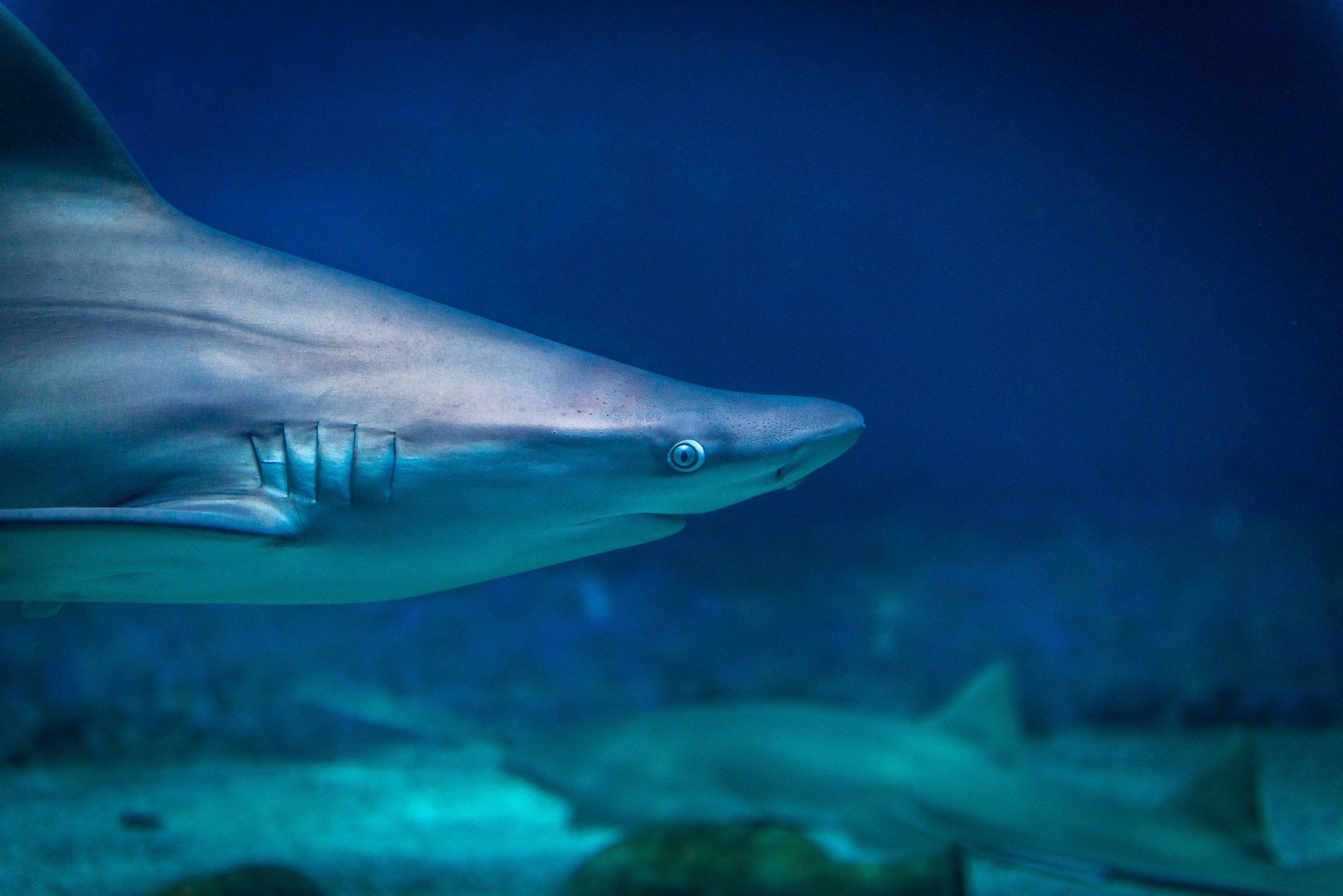 Hook, Line, Sinker: How to Write an Introduction
