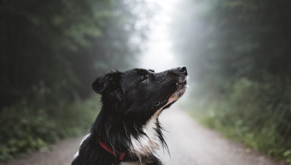 Why Readers Can Smell Fakes a Mile Away
