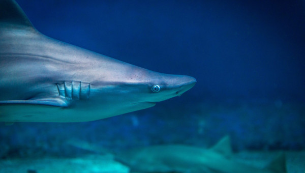 Hook, Line, Sinker: How to Write an Introduction