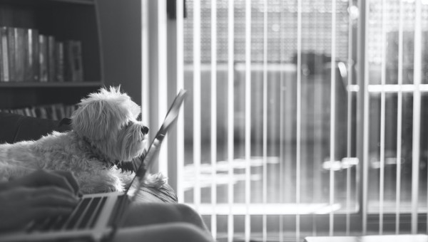 Steal This Strategy: How to Write Like Animalz